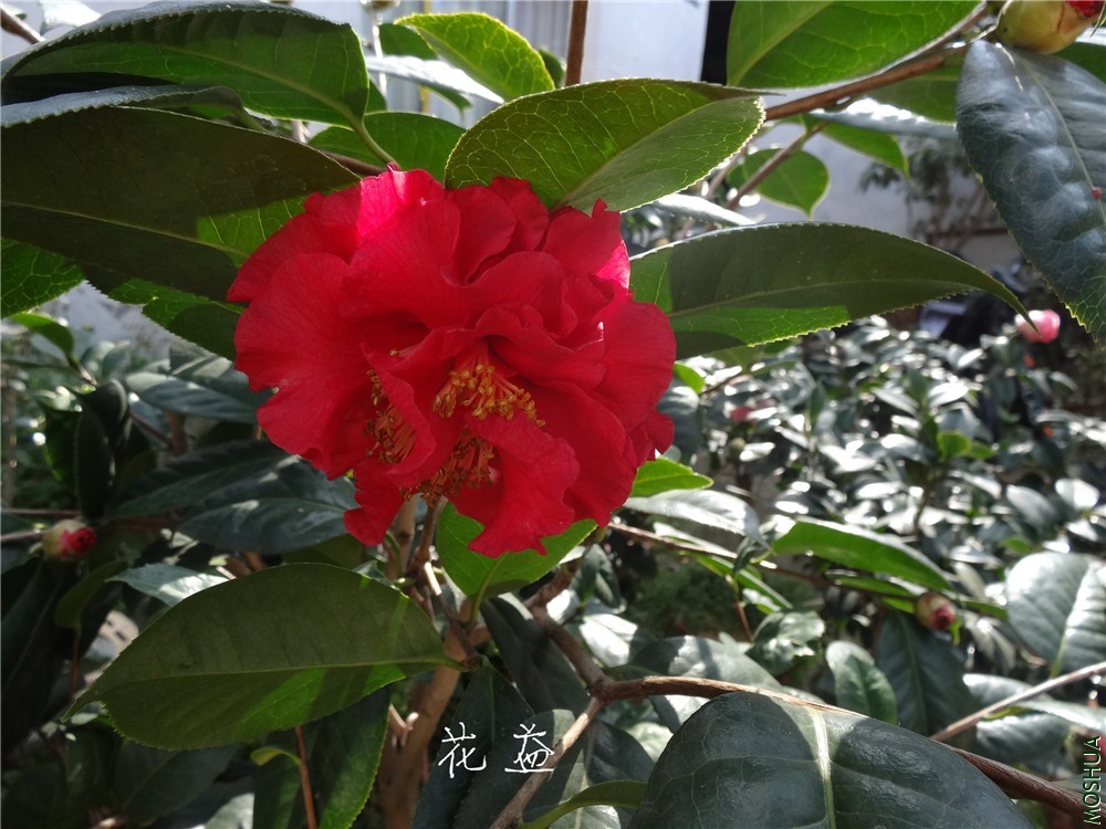 DSC04530.jpg