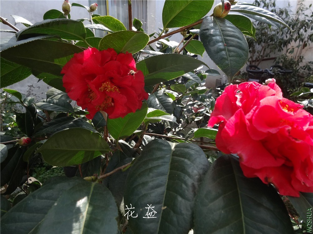 DSC04532.jpg