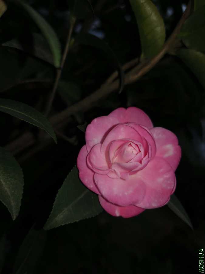 IMG_20200121_161853.jpg