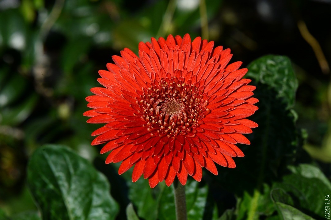 DSC_9501.JPG