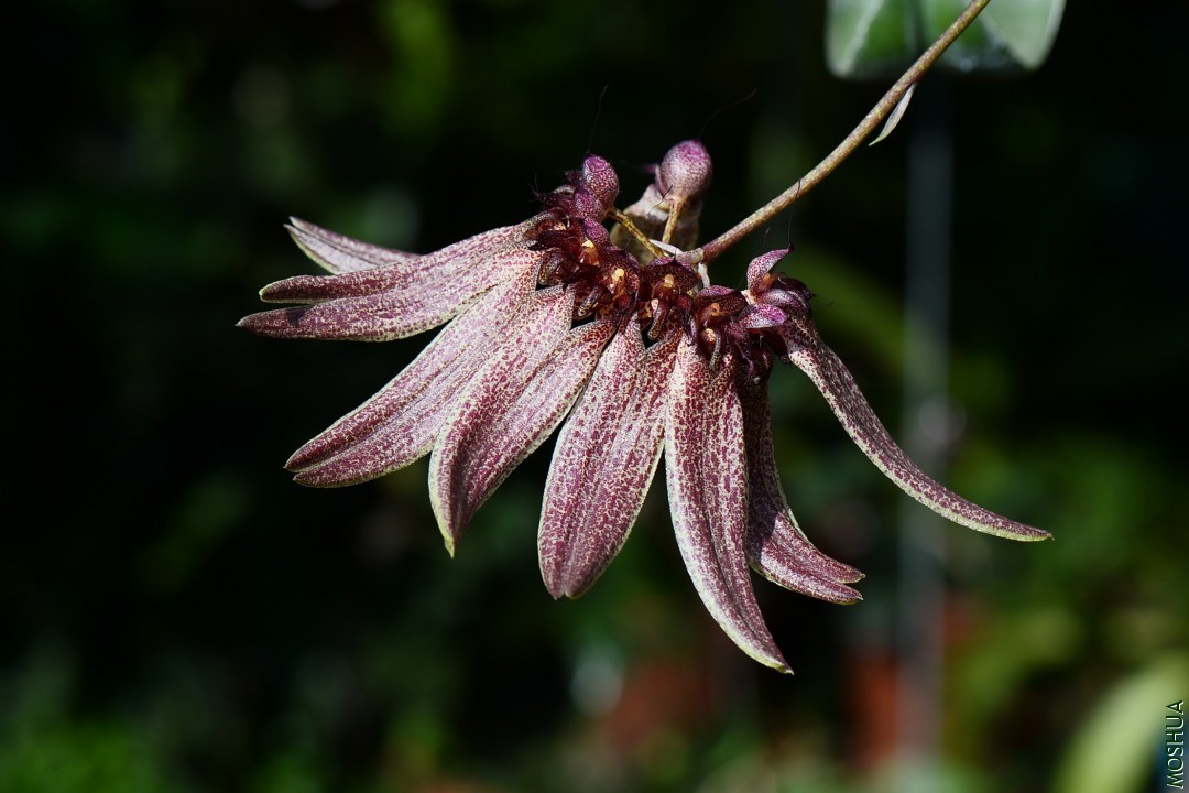 DSC_9752.JPG
