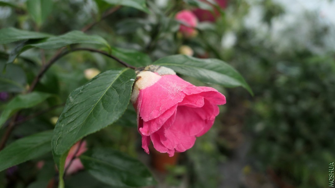 P2120164ʩ����.jpg