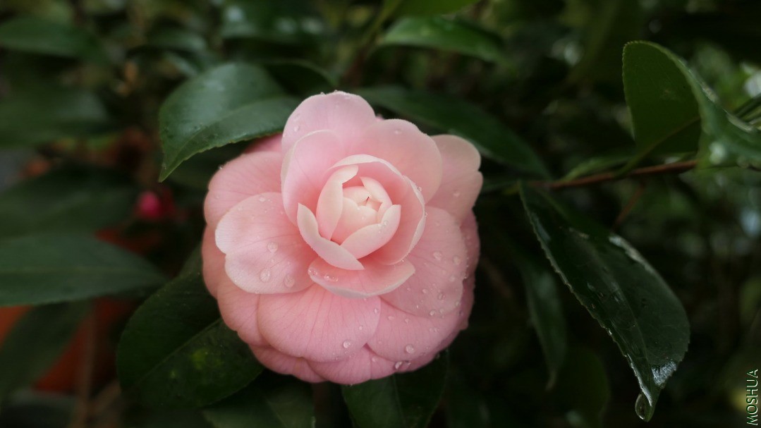 P2120324С�Һ�.jpg