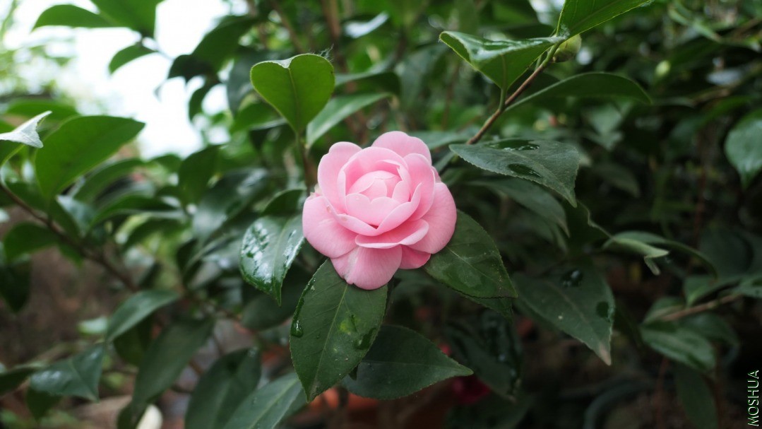 P2120116С�Һ�.jpg