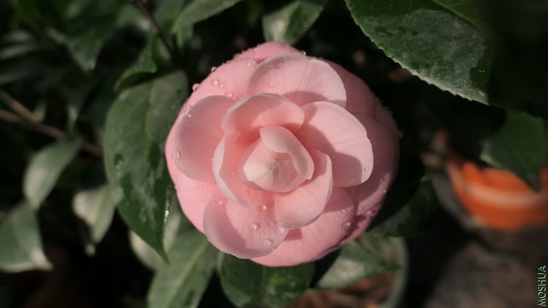 P2120190С�Һ�.jpg