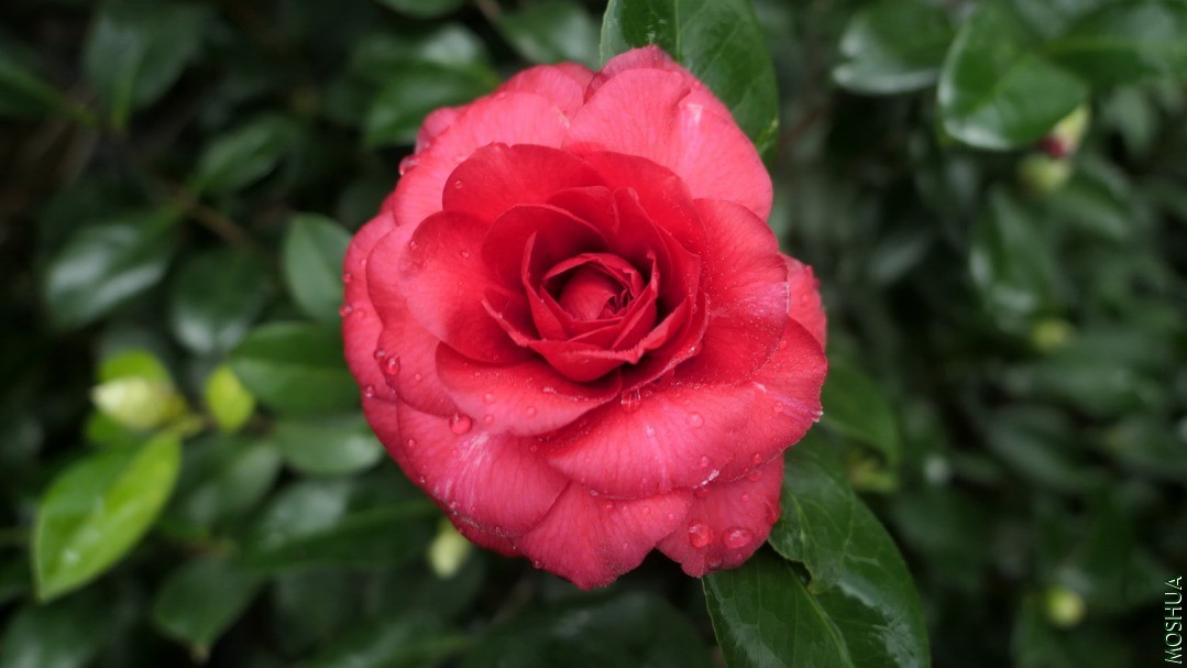 P2120633�Ͽ�.jpg