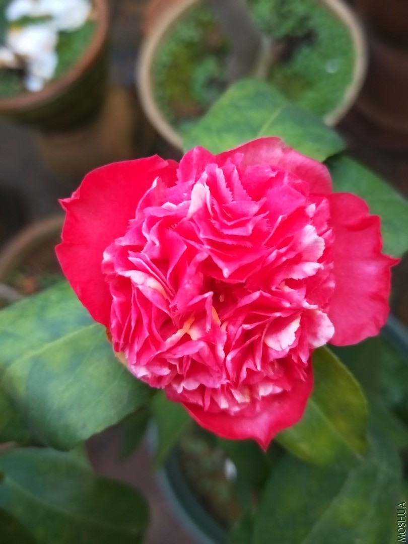 IMG20200302073521.jpg