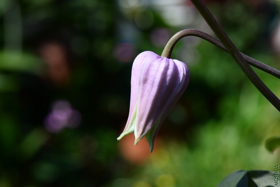 DSC_2284.JPG