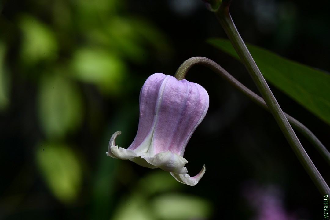DSC_2394.JPG