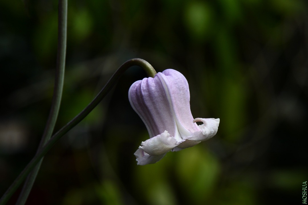 DSC_2525.JPG