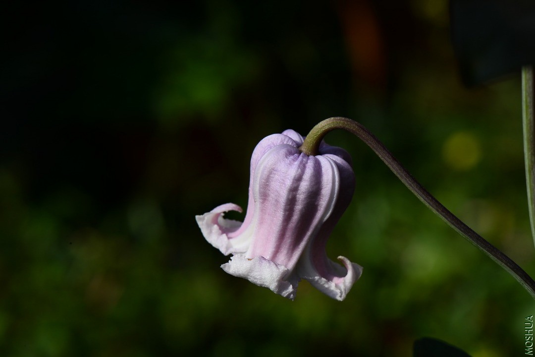 DSC_2608.JPG