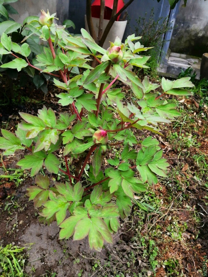 4205B3FDB42A8B08DB9E78999C3147CC (1).jpg