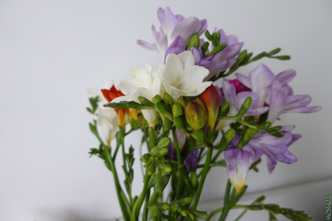 6B1CB62E-496A-41A1-A3BB-528E418A2567.jpeg