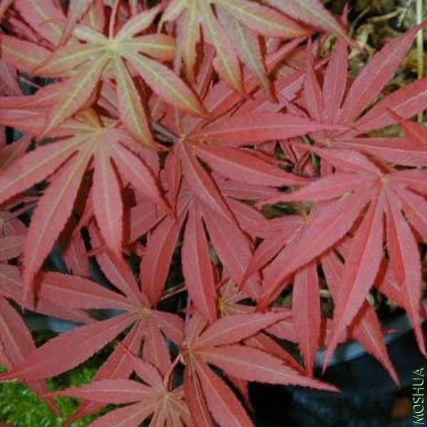 ACER palmatum Muro gawa��.jpg