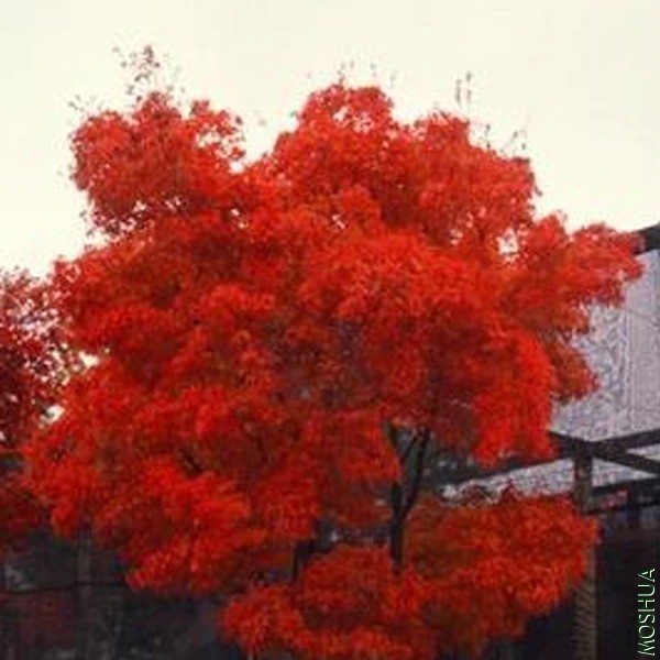 Acer.palmatum.Red_Cloud.webp.jpg
