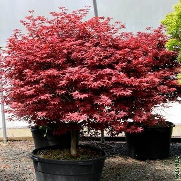 Acer palmatum Rhode Island Red.jpg