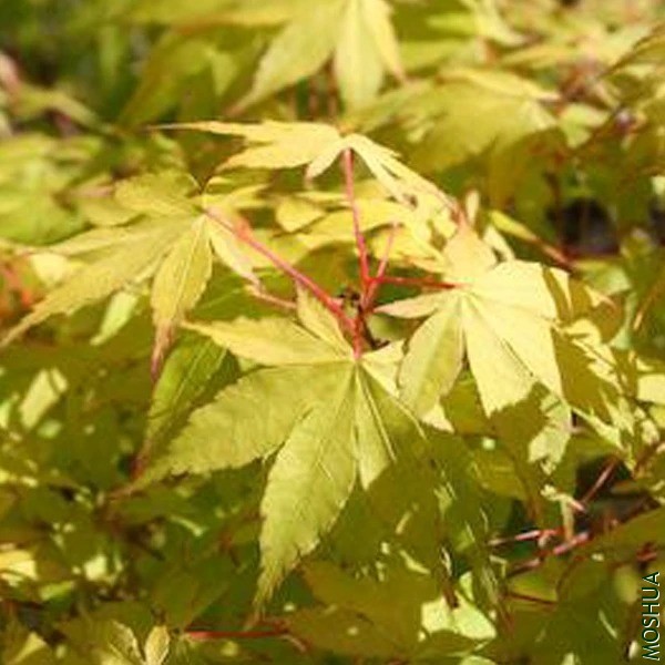 Acer palmatum Summer Gold.jpg