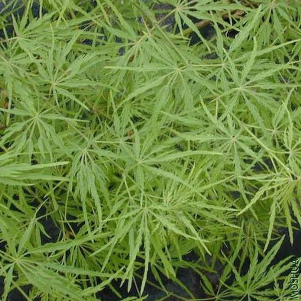 ACER palmatum Waterfall.jpg