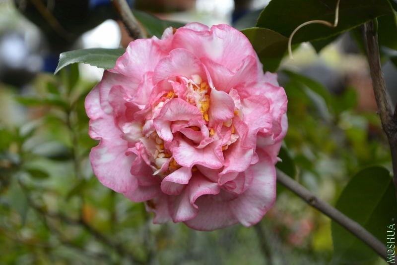 _DSC70940050.JPG