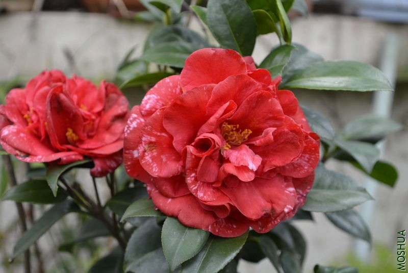 _DSC77310687.JPG