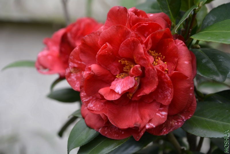_DSC77280684.JPG