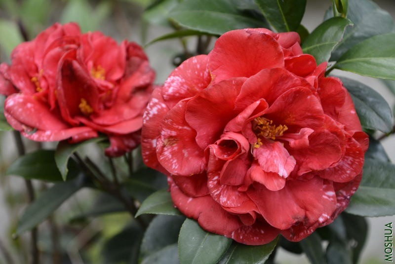 _DSC77320688.JPG
