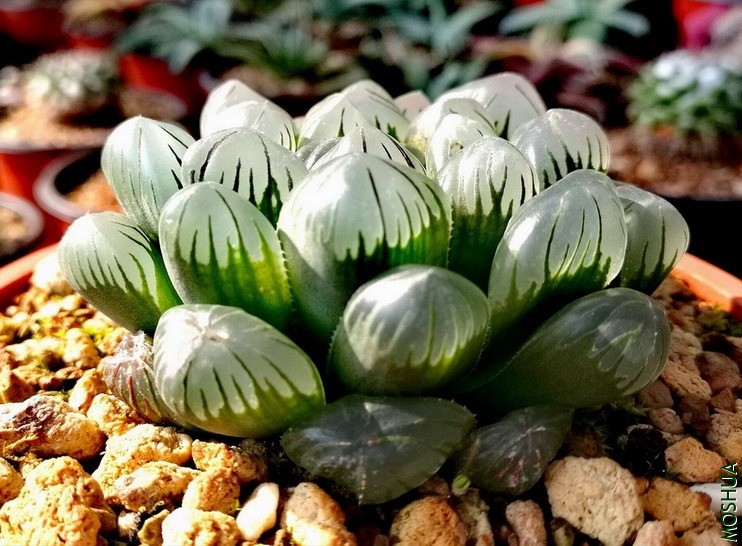 QQͼƬ20200305150818.jpg