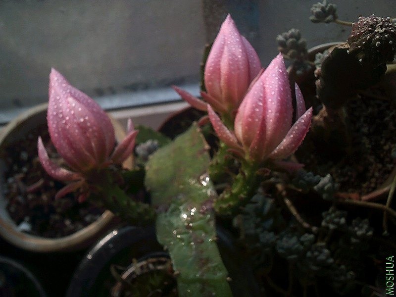DSCF0014 (2)_����.jpg