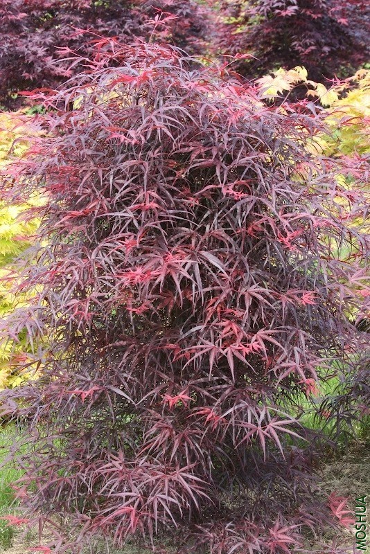 Acer.palmatum.Hubbs_Red_Willow.4_1024x1024.webp.jpg