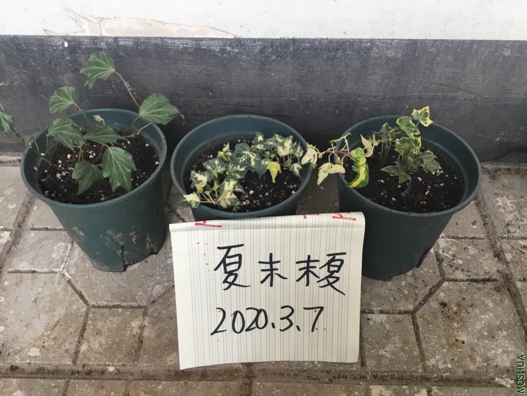 �������� ���� �ƽ�� ����ܽ