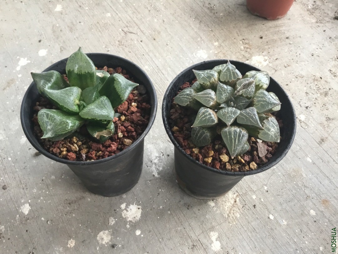 �������� Ϧ����