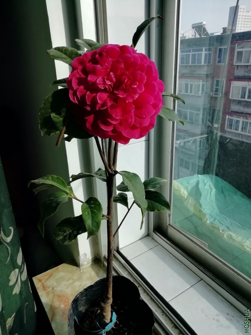 IMG_20200227_145850.jpg