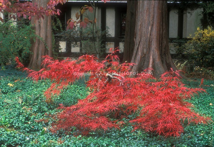 Fall-Foliage-20472.jpg