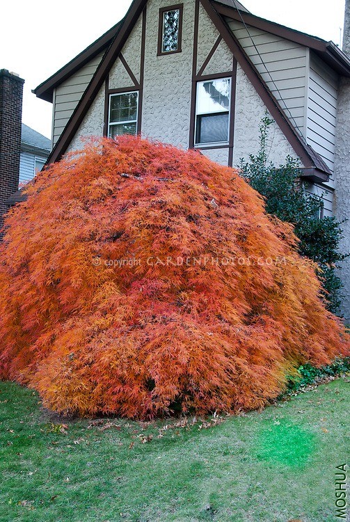 Acer-Orangeola34694.jpg