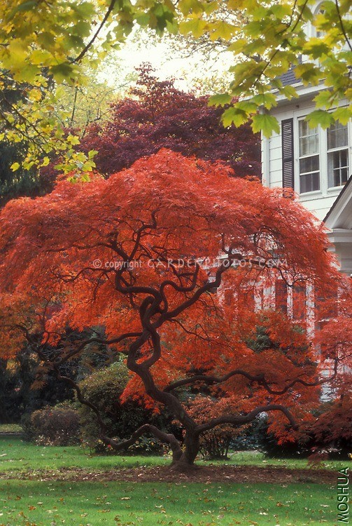 Fall-Foliage-7065.jpg