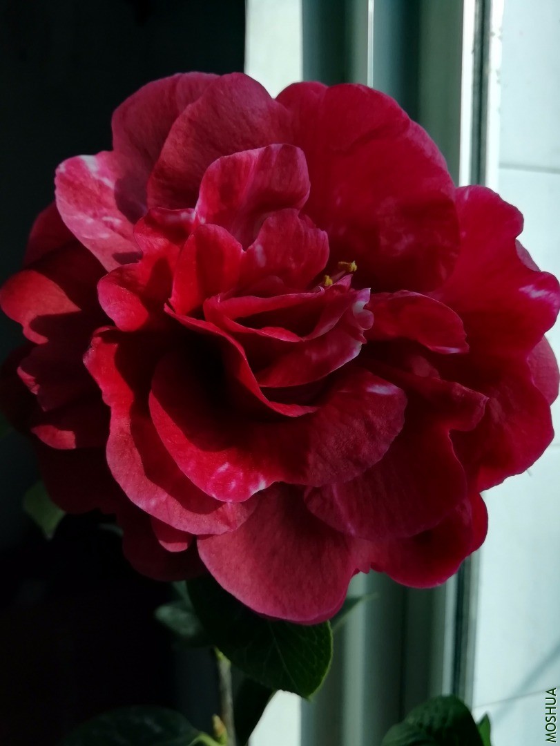 IMG_20200301_145836.jpg