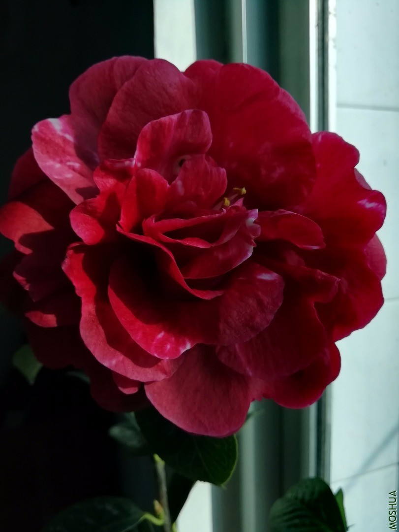 IMG_20200301_145746.jpg