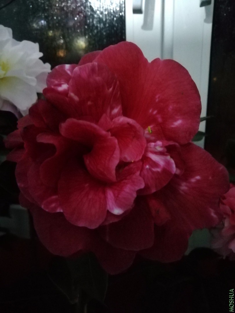 IMG_20200307_215114.jpg