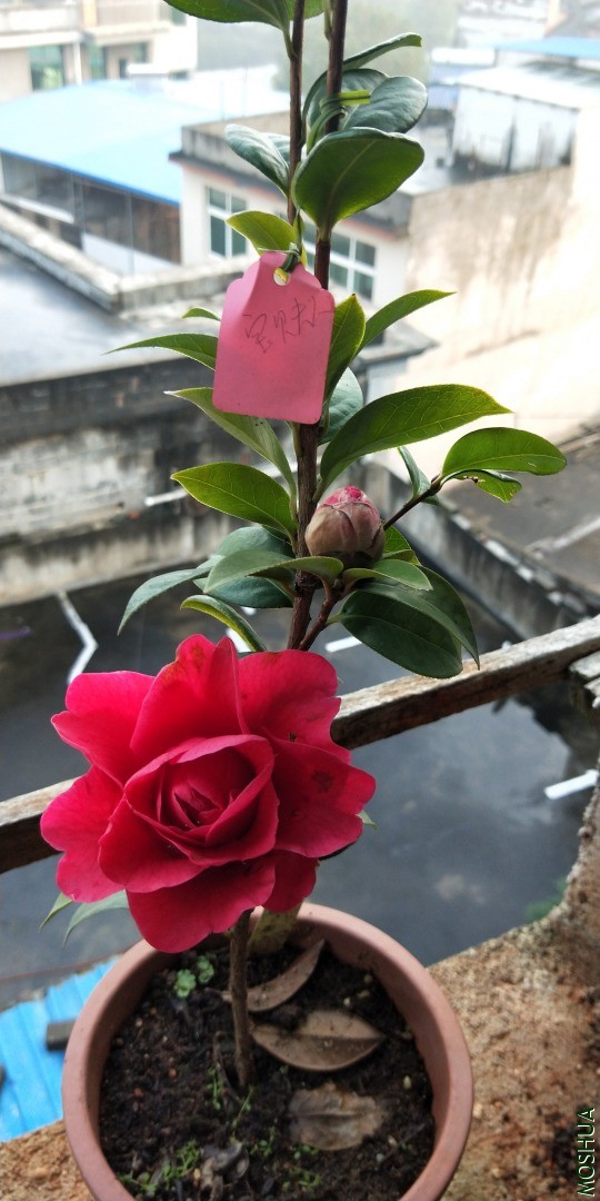 IMG20200310071904.jpg