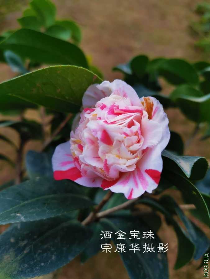 a1583833264624.jpg