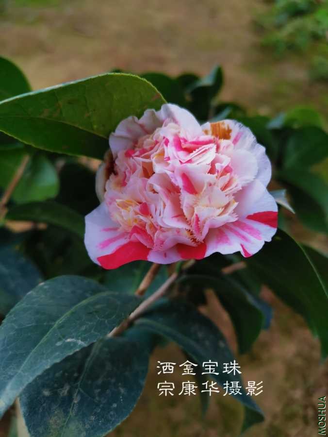 a1583833264421.jpg