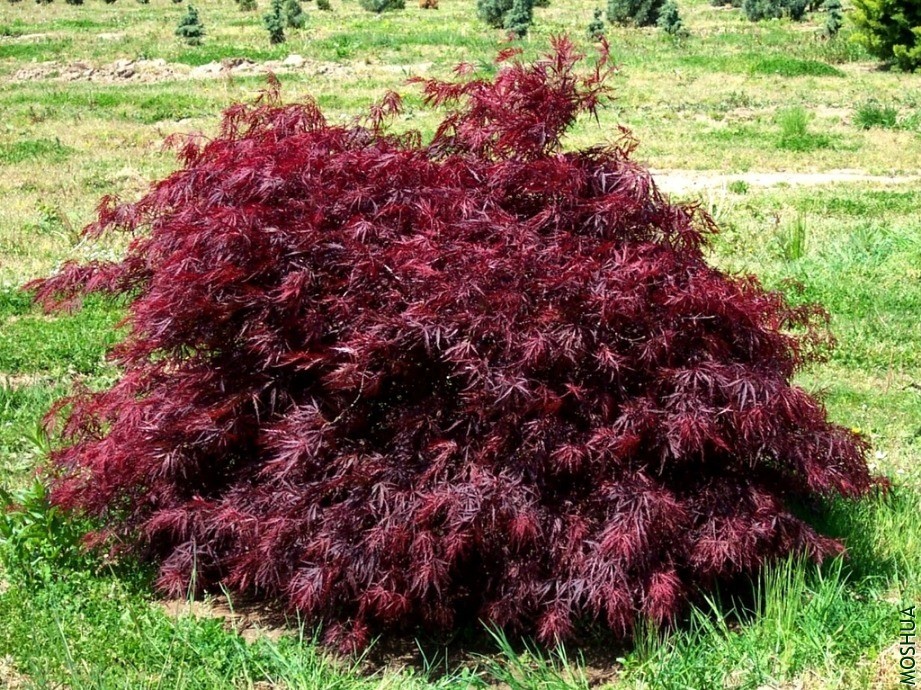 Acer.palmatum.Red_Dragon_1024x1024.webp.jpg