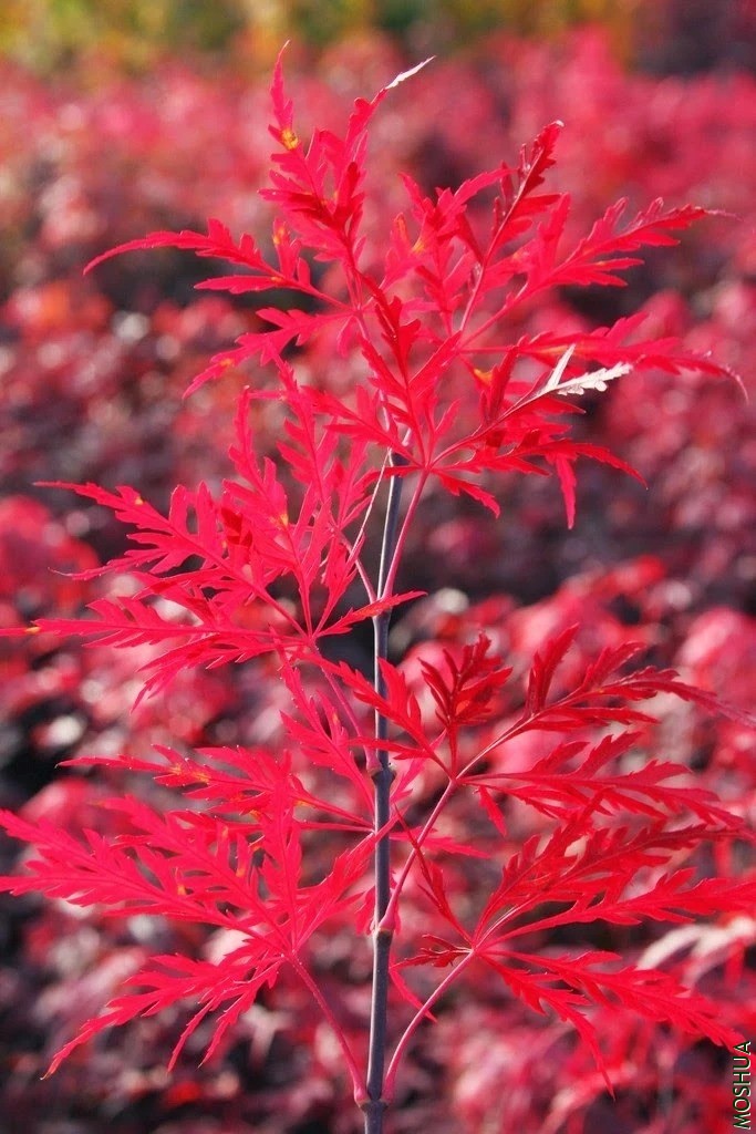 Acer.palmatum.Red_Dragon.3_1024x1024.webp.jpg