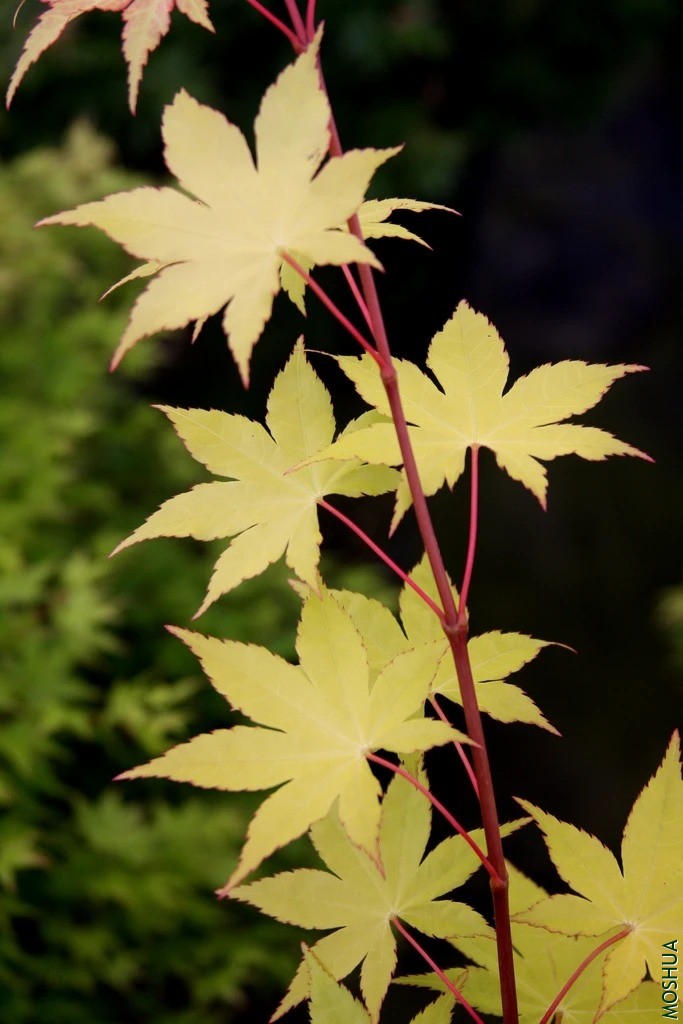 Acer.palmatum.Summer_Gold.1_1024x1024.webp.jpg
