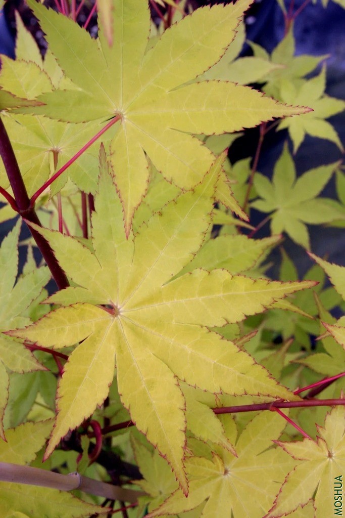 Acer.palmatum.Summer_Gold.2_1024x1024.webp.jpg