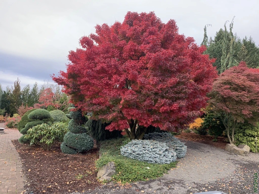 ACER PALMATUM 'TOBIOSHO'_1024x1024.webp.jpg
