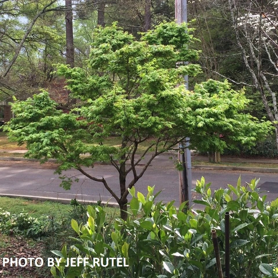 'TOBIOSHO' JAPANESE MAPLE_1024x1024.webp.jpg
