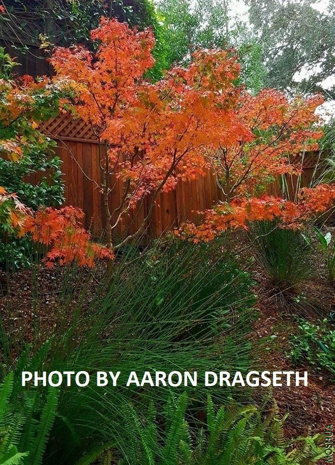 'TOBIOSHO' JAPANESE MAPLE._1024x1024.webp.jpg