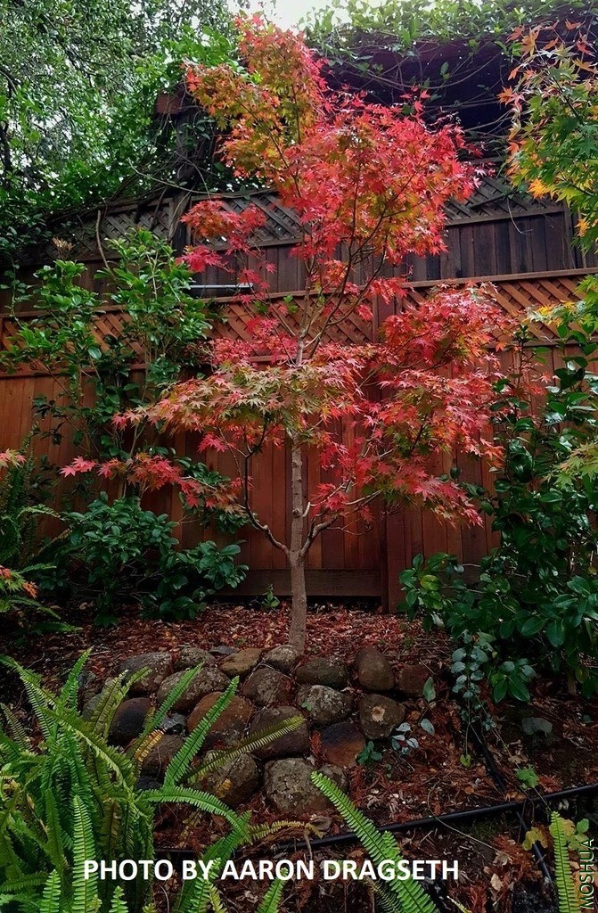 ACER PALMATUM 'TOBIOSHO'_n_1024x1024.webp.jpg