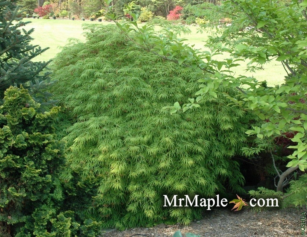 Acer_palmatum_Waterfall_Japanese_Maple_1024x1024.webp.jpg